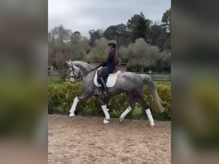 Zangersheide Yegua 6 años 164 cm Tordo in Coín, Málaga