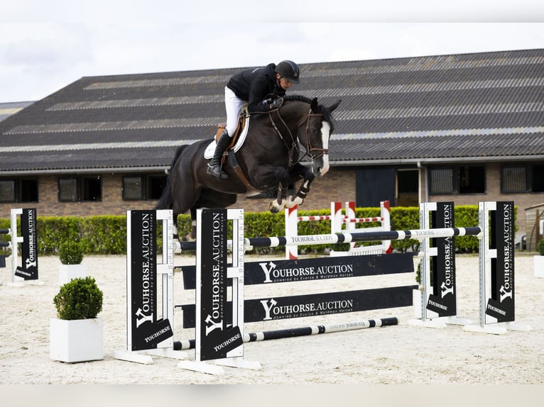 Zangersheide Yegua 6 años 165 cm in Waddinxveen