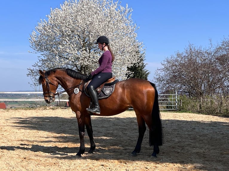 Zangersheide Yegua 6 años 165 cm Castaño in Gablingen