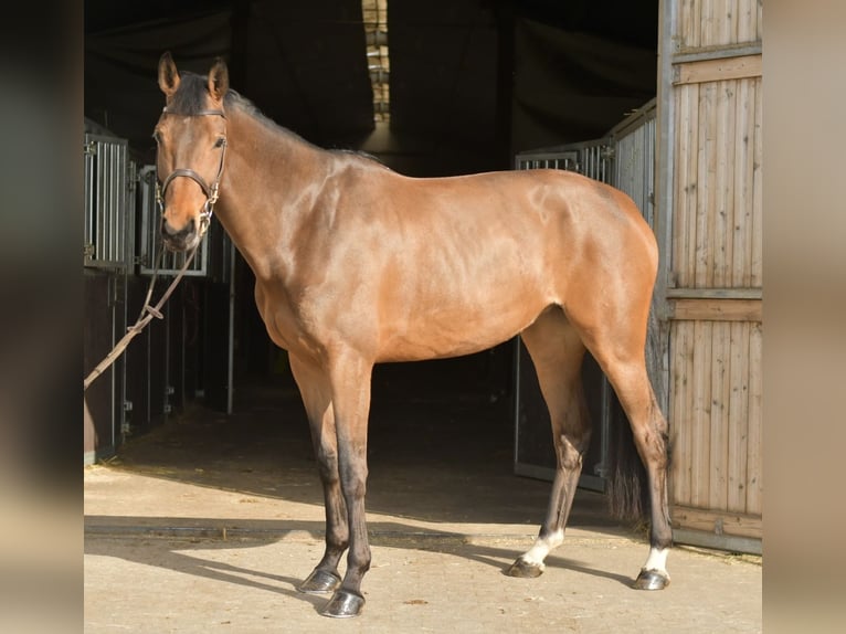 Zangersheide Yegua 6 años 165 cm Castaño in Geilenkirchen