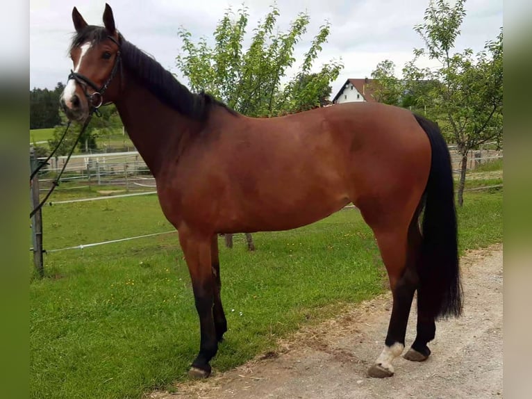 Zangersheide Yegua 6 años 165 cm Castaño in Ki&#xDF;legg