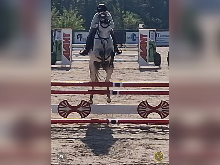 Zangersheide Yegua 6 años 165 cm Tordo in Heerlen