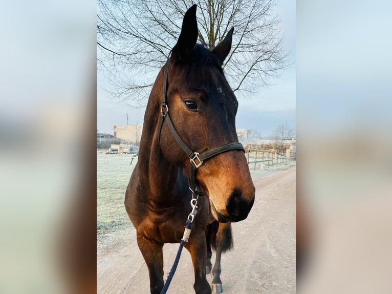 Zangersheide Yegua 6 años 166 cm Castaño in Schwäbisch Gmünd