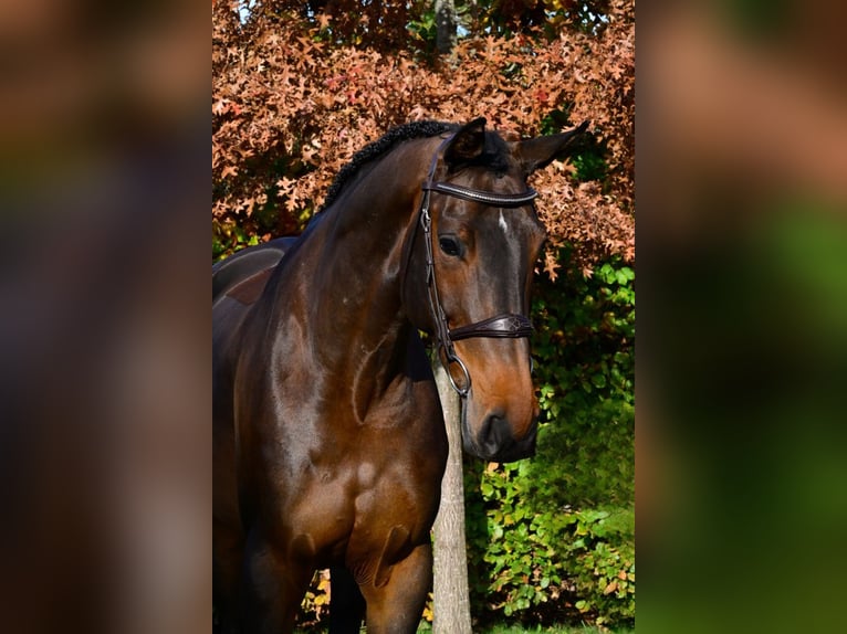 Zangersheide Yegua 6 años 166 cm Castaño oscuro in Bladel