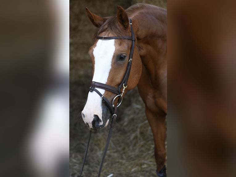 Zangersheide Yegua 6 años 167 cm Alazán in Geilenkirchen