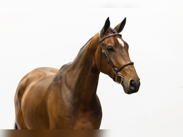 Zangersheide Yegua 6 años 167 cm Castaño in Waddinxveen