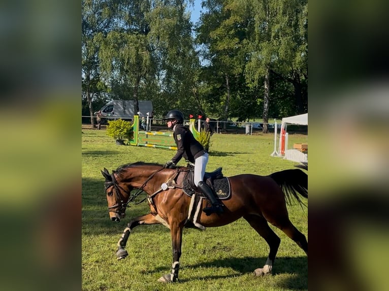 Zangersheide Yegua 6 años 169 cm Castaño in Hohenseeden