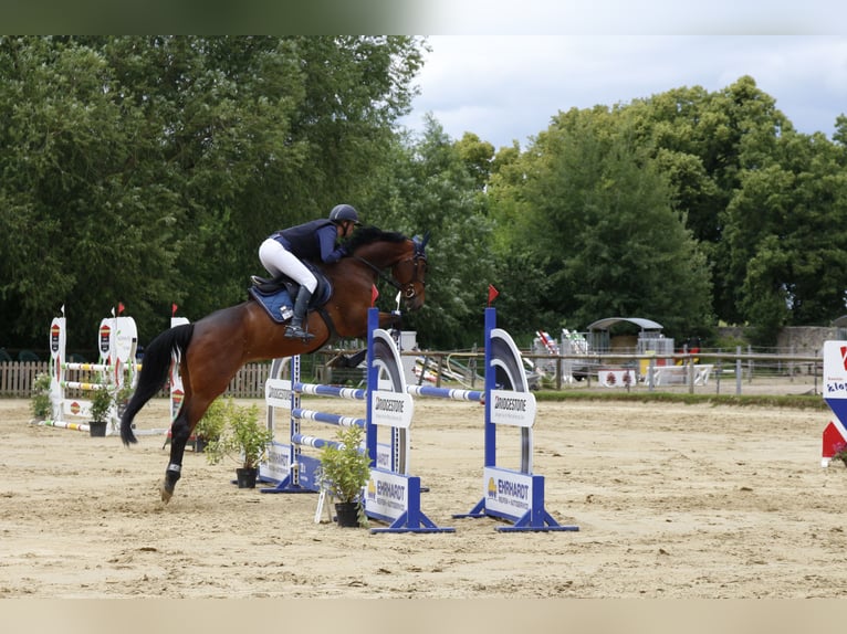 Zangersheide Yegua 6 años 169 cm Castaño in Braunschweig