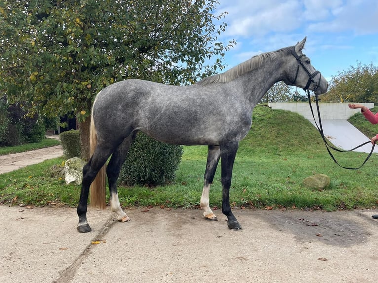 Zangersheide Yegua 6 años 170 cm Tordo in Gresse