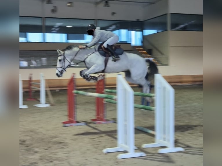 Zangersheide Yegua 6 años 170 cm Tordo rodado in lliria
