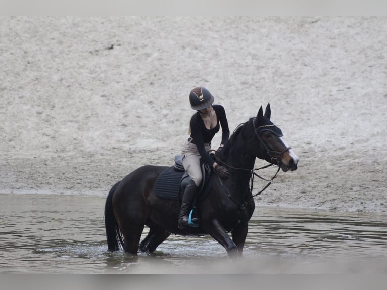 Zangersheide Yegua 7 años 160 cm Castaño oscuro in Steinhagen