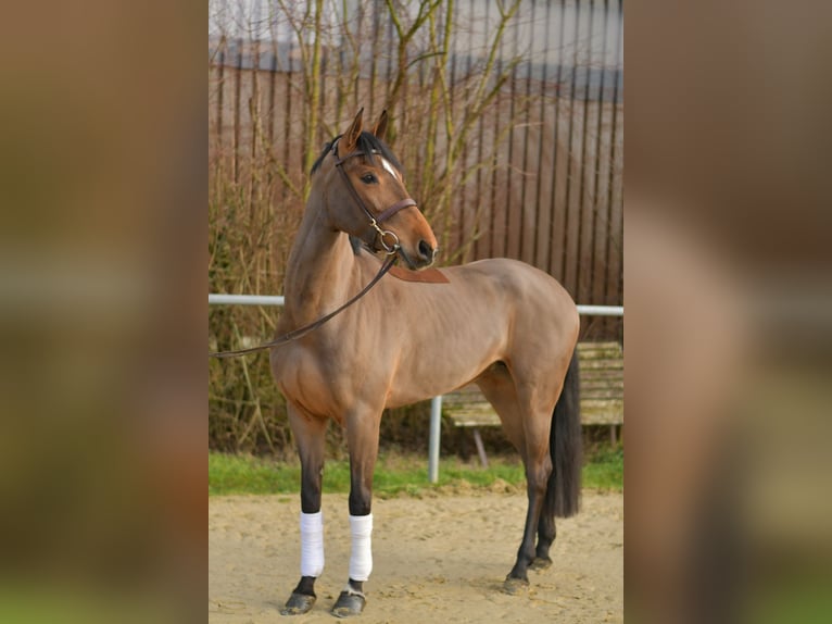 Zangersheide Yegua 7 años 162 cm Castaño in Geilenkirchen
