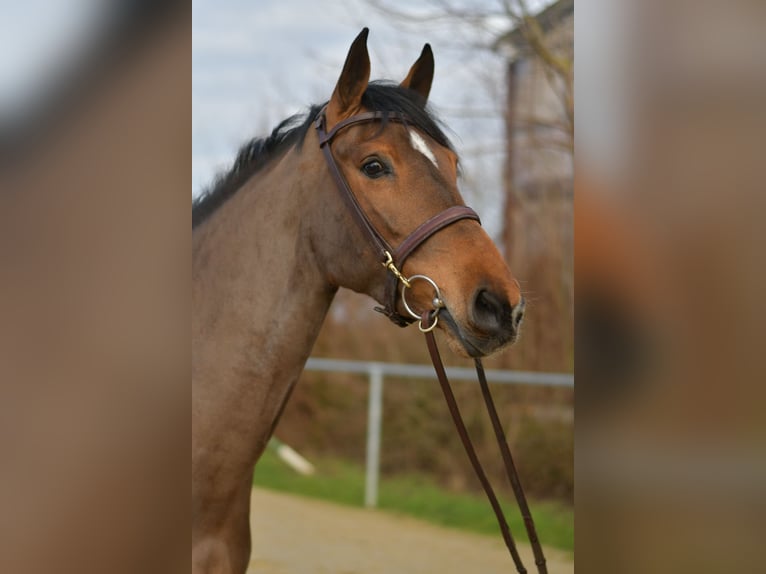 Zangersheide Yegua 7 años 162 cm Castaño in Geilenkirchen