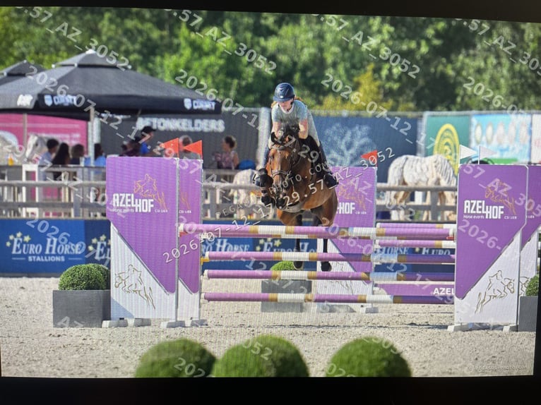 Zangersheide Yegua 7 años 163 cm Castaño in Wontergem