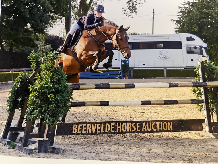 Zangersheide Yegua 7 años 163 cm Castaño in Wontergem
