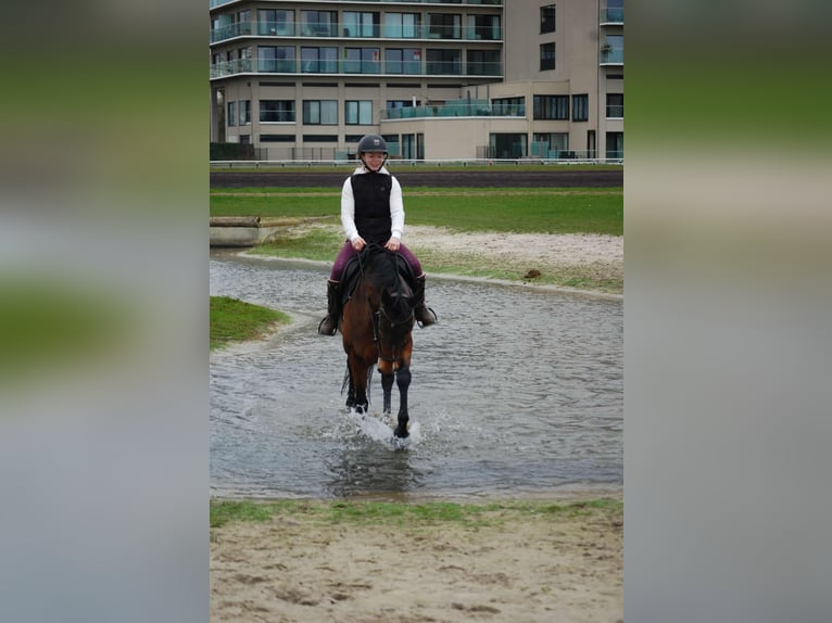 Zangersheide Yegua 7 años 163 cm Castaño in Wontergem