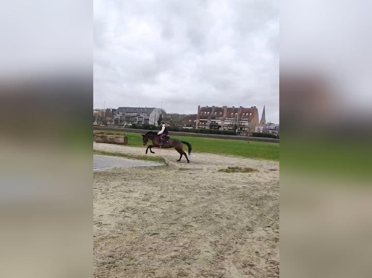 Zangersheide Yegua 7 años 163 cm Castaño in Wontergem