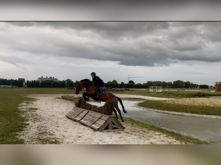 Zangersheide Yegua 7 años 163 cm Castaño in Wontergem