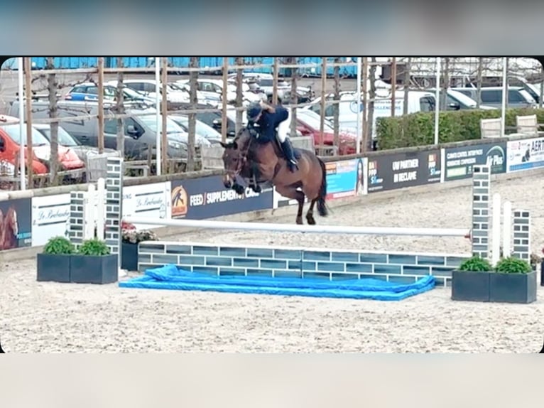 Zangersheide Yegua 7 años 163 cm Castaño in Wontergem