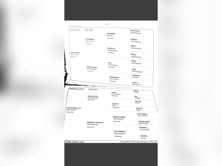 Zangersheide Yegua 7 años 165 cm Alazán in Ingelmunster