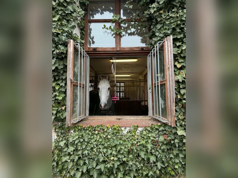 Zangersheide Yegua 7 años 165 cm Tordo in Prague