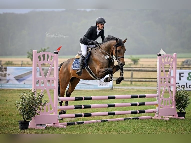 Zangersheide Yegua 7 años 166 cm Castaño oscuro in Ankum
