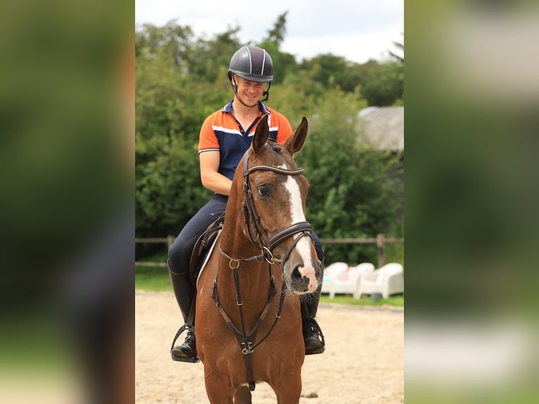 Zangersheide Yegua 7 años 166 cm Pío in Wierden