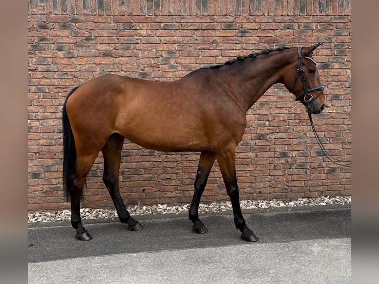 Zangersheide Yegua 7 años 167 cm Castaño in Niederkassel