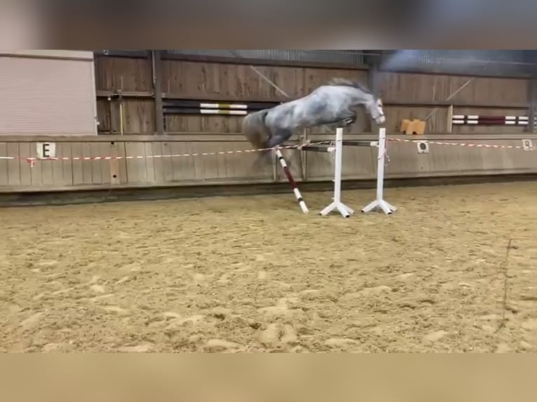 Zangersheide Yegua 7 años 167 cm Tordo in Leonberg