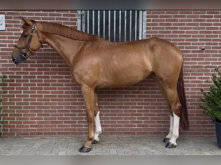 Zangersheide Yegua 7 años 168 cm Alazán in A Coruña