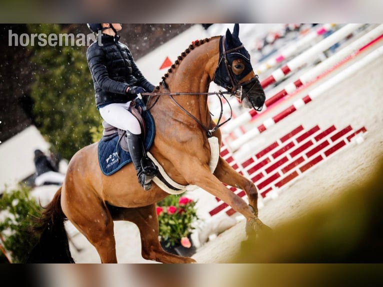 Zangersheide Yegua 7 años 168 cm Alazán-tostado in Warshaw