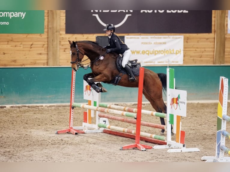 Zangersheide Yegua 7 años 168 cm Castaño rojizo in Łódź