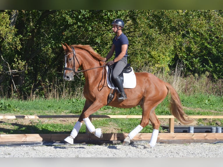 Zangersheide Yegua 7 años 170 cm Alazán in Marigny le Lozon