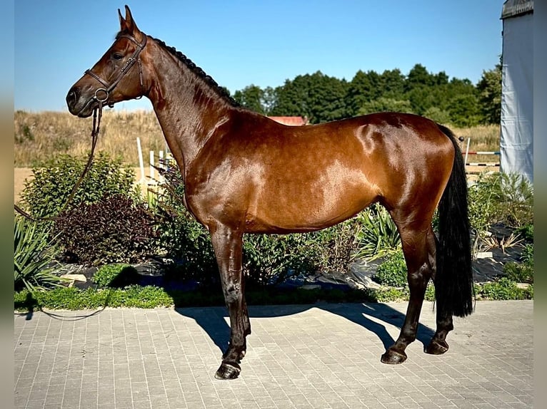 Zangersheide Yegua 7 años 170 cm Castaño oscuro in Brzyków