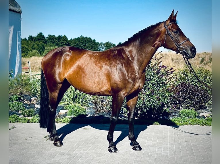 Zangersheide Yegua 7 años 170 cm Castaño oscuro in Brzyków