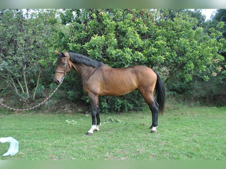 Zangersheide Yegua 7 años 171 cm Castaño in Canet De Mar