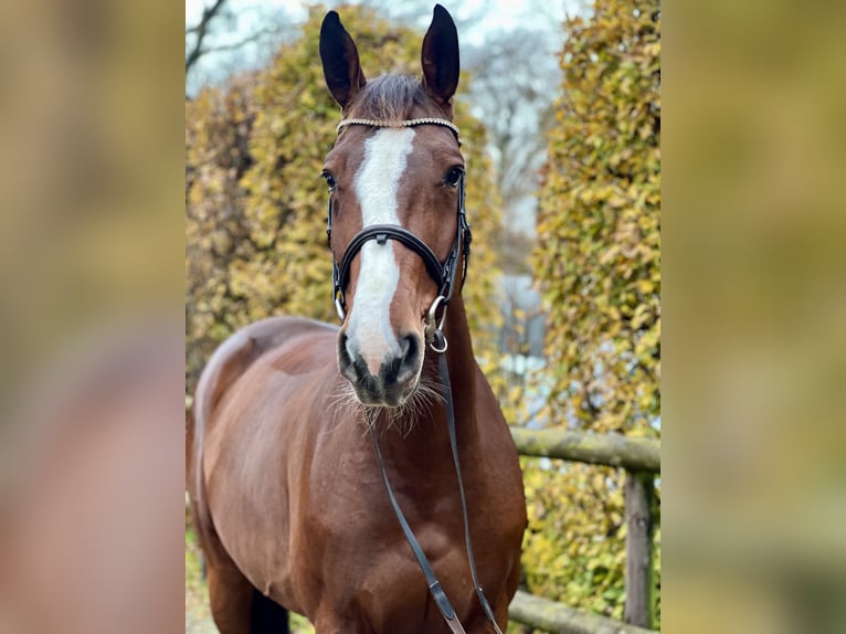 Zangersheide Yegua 7 años 172 cm Castaño in Bocholt