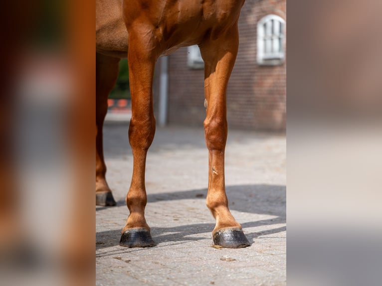 Zangersheide Yegua 7 años 174 cm Alazán in Kaulille