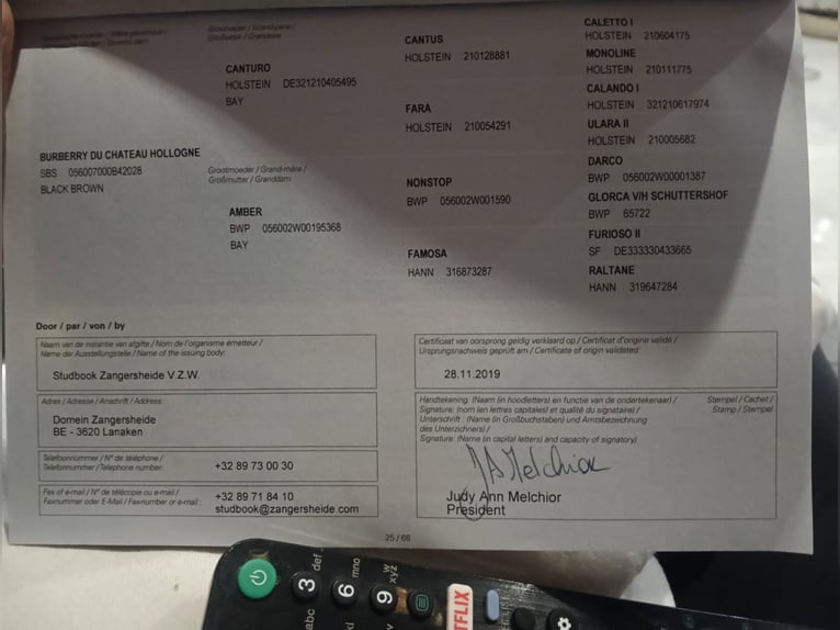 Zangersheide Yegua 7 años Morcillo in Borek wielkopolski