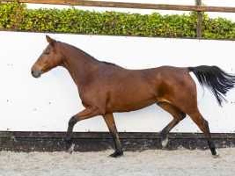 Zangersheide Yegua 8 años 158 cm Castaño in Waddinxveen