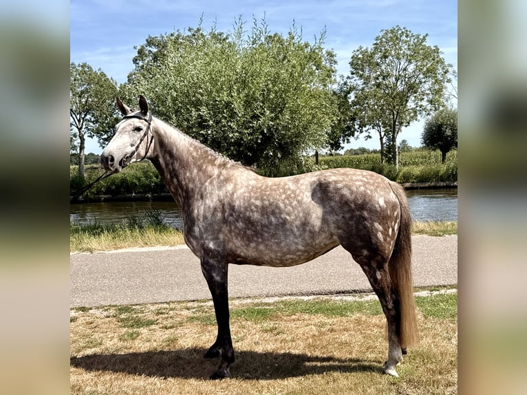 Zangersheide Yegua 8 años 167 cm Tordo in Giethoorn