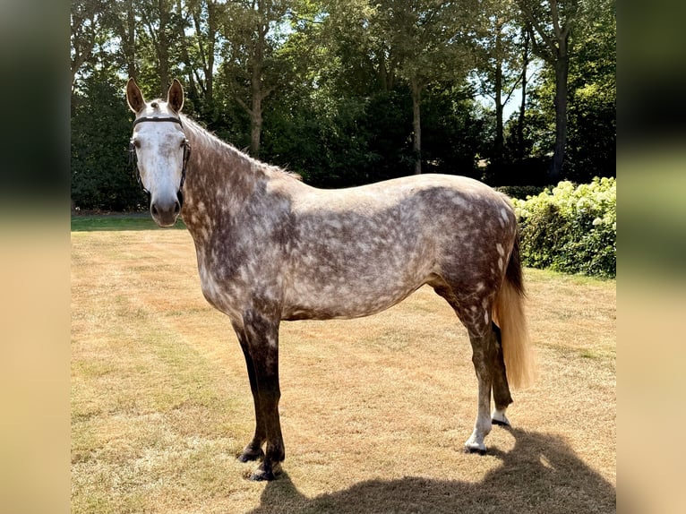 Zangersheide Yegua 8 años 167 cm Tordo in Giethoorn