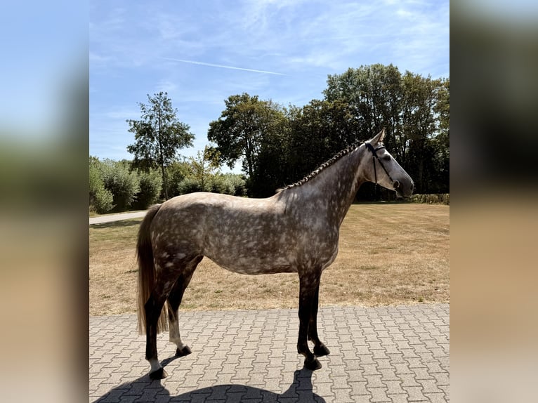 Zangersheide Yegua 8 años 167 cm Tordo in Giethoorn