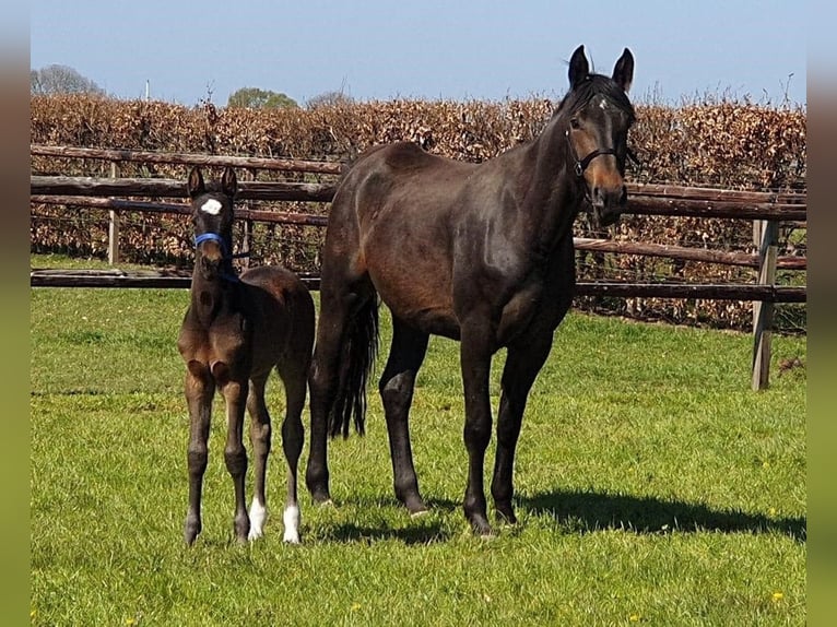 Zangersheide Yegua 8 años 170 cm Castaño in Haulerwijk