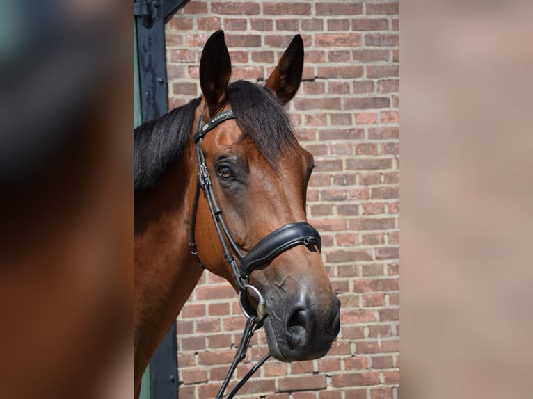 Zangersheide Yegua 8 años 174 cm Castaño in Toldijk