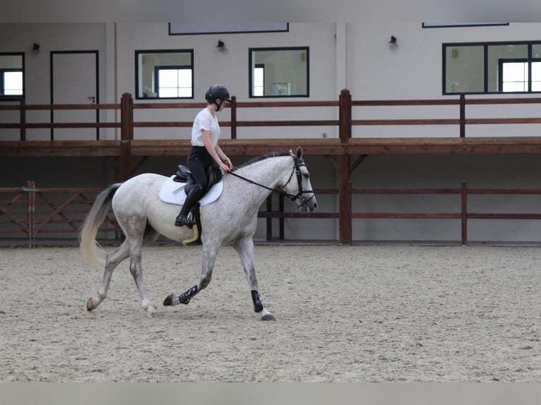 Zangersheide Yegua 8 años Tordo in Ichtegem