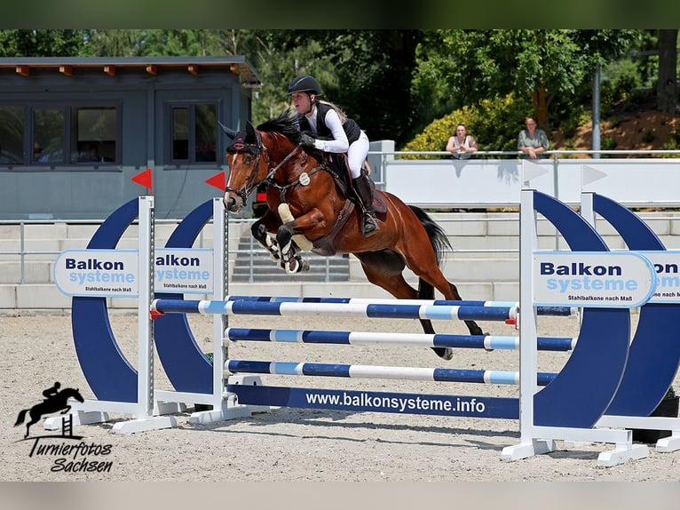 Zangersheide Yegua 9 años 162 cm Castaño in Mohlsdorf