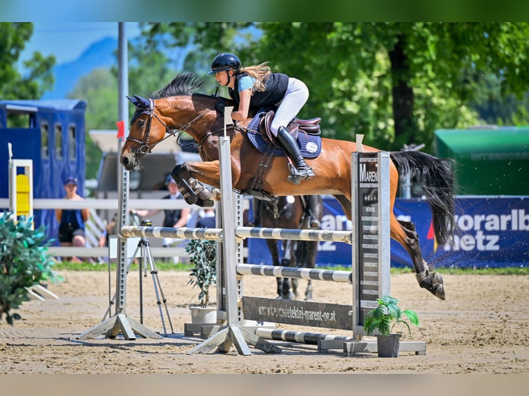 Zangersheide Yegua 9 años 164 cm Castaño in Altach