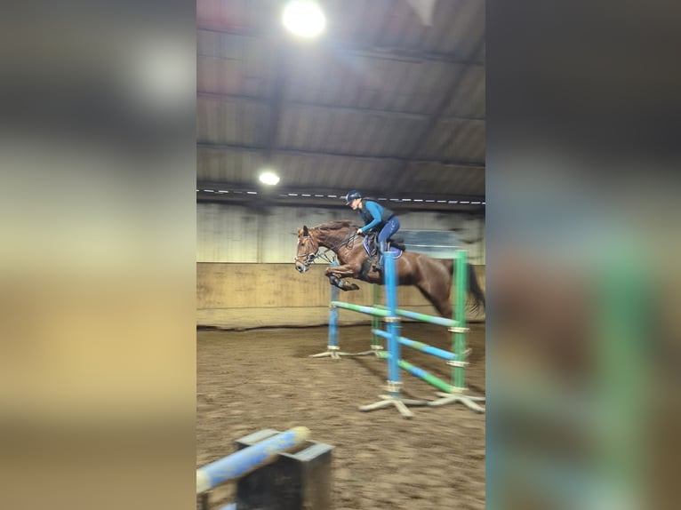 Zangersheide Yegua 9 años 166 cm Alazán in Wijk en Aalburg