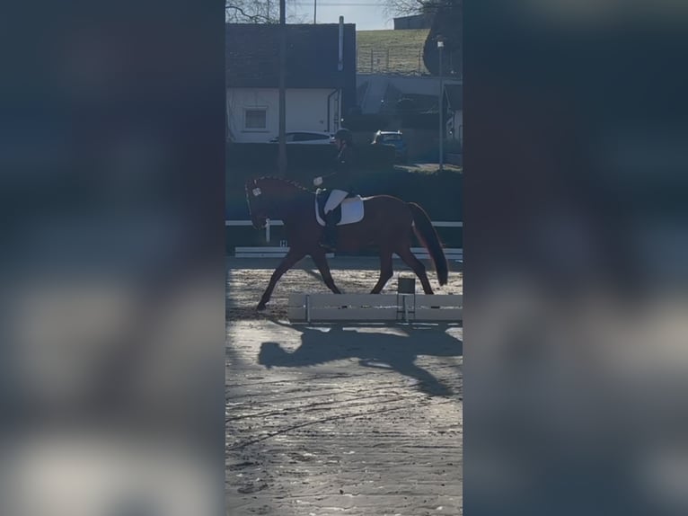 Zangersheide Yegua 9 años 168 cm Alazán-tostado in Bad Wurzach